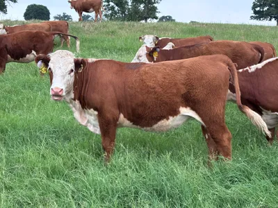 cattle listing photo