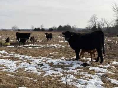 cattle listing photo