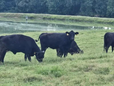 cattle listing photo