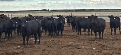 cattle listing photo