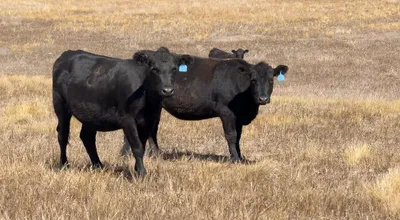 cattle listing photo