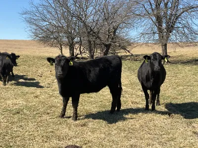 cattle listing photo