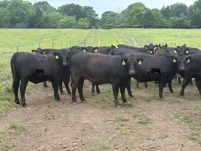 cattle listing photo