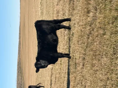 cattle listing photo