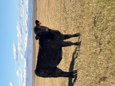 cattle listing photo