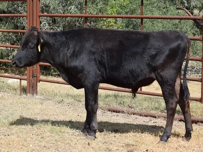 cattle listing photo