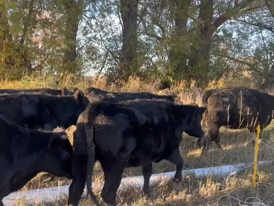 cattle listing photo