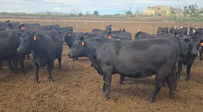 cattle listing photo