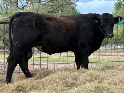 cattle listing photo