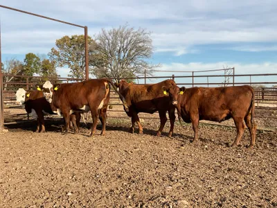 cattle listing photo