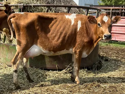 cattle listing photo
