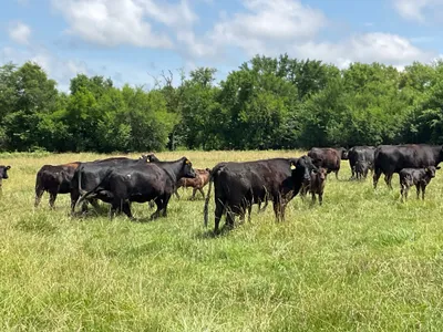 cattle listing photo