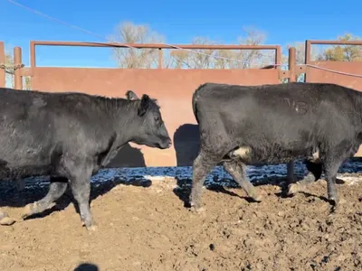 cattle listing photo