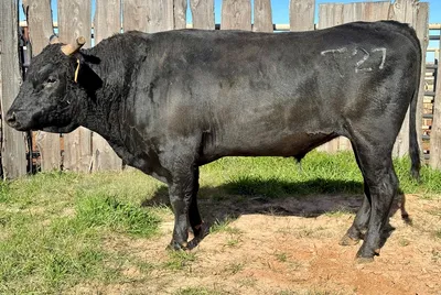 cattle listing photo