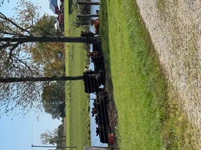 cattle listing photo