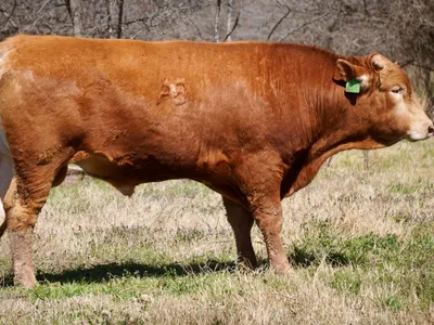 cattle listing photo