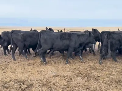 cattle listing photo