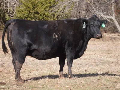 cattle listing photo