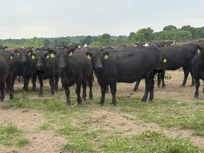 cattle listing photo