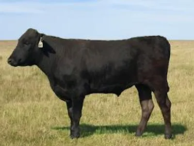 cattle listing photo