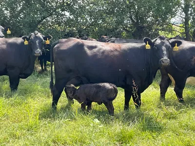 cattle listing photo