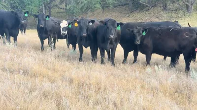cattle listing photo