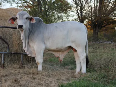 cattle listing photo