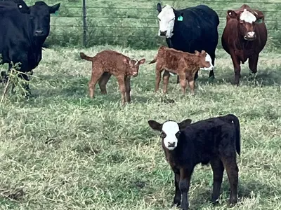 cattle listing photo