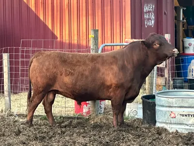 cattle listing photo