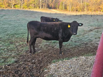 cattle listing photo