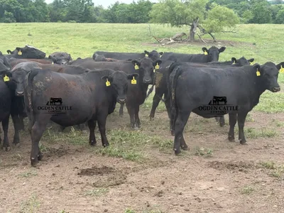 cattle listing photo