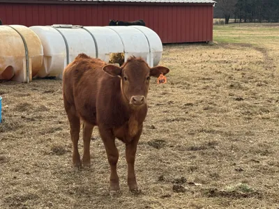 cattle listing photo