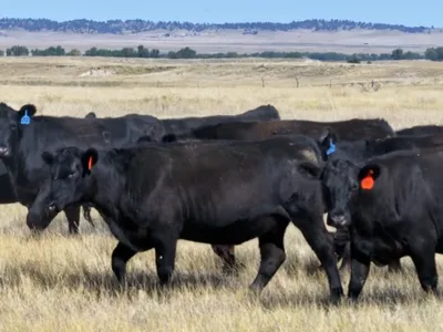 cattle listing photo