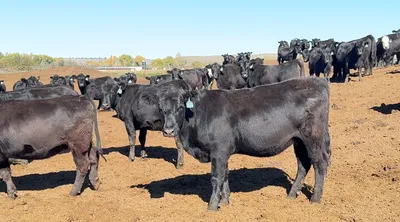cattle listing photo