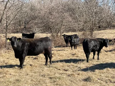 cattle listing photo