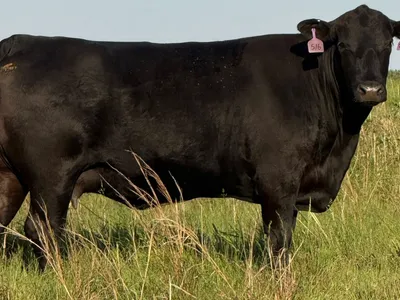 cattle listing photo
