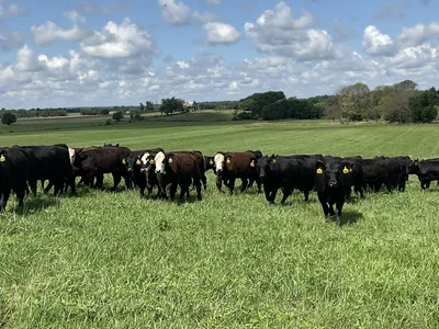 cattle listing photo