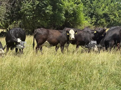 cattle listing photo