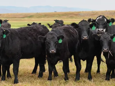 cattle listing photo