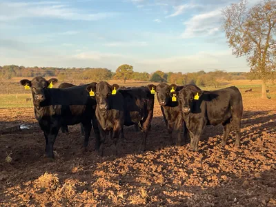 cattle listing photo