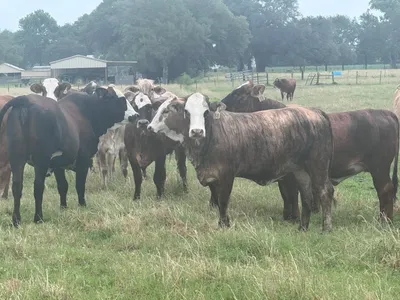 cattle listing photo