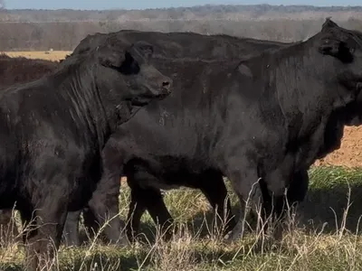 cattle listing photo