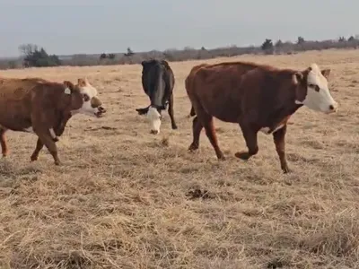 cattle listing photo