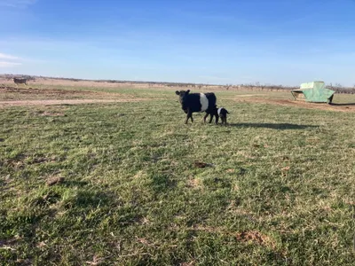 cattle listing photo