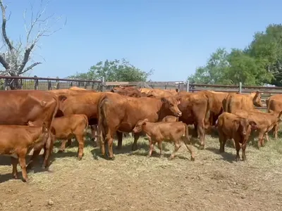 cattle listing photo