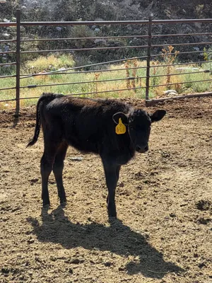 cattle listing photo