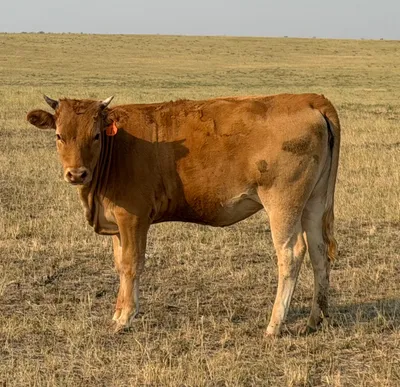 cattle listing photo