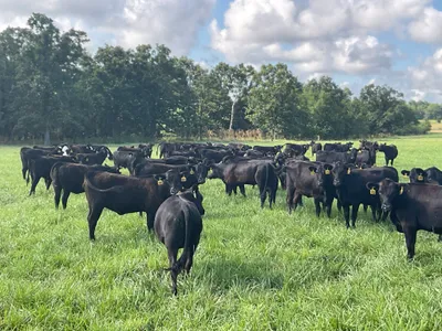 cattle listing photo