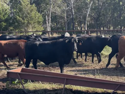cattle listing photo
