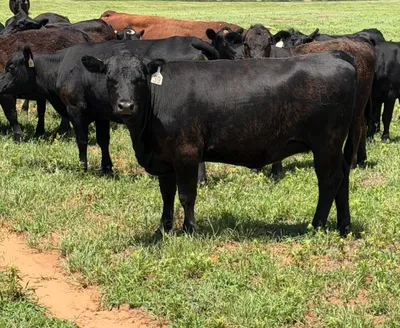 cattle listing photo